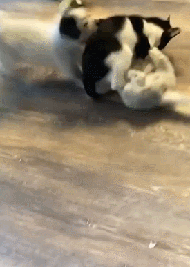 想养猫又养狗,得先问你家那个好不好