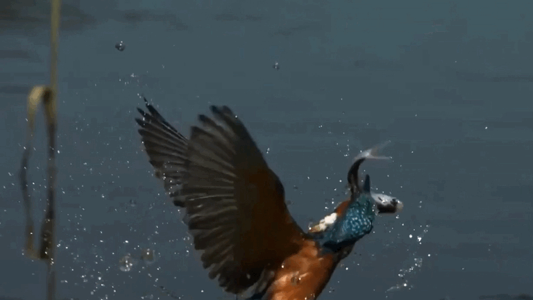 碧蓝的羽毛与晶莹的水珠交相辉映,这简直就是一场视觉盛宴!