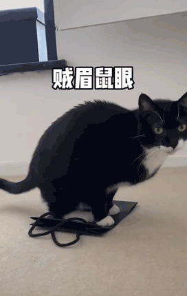 猫也会有脚气吗火遍全网的这只搓jio猫到底怎么回事