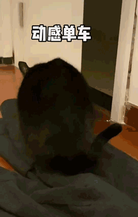 魔性的音乐,魔性的鼓点再配上猪比一脸严肃却不停踩点搓脚的小动作,带