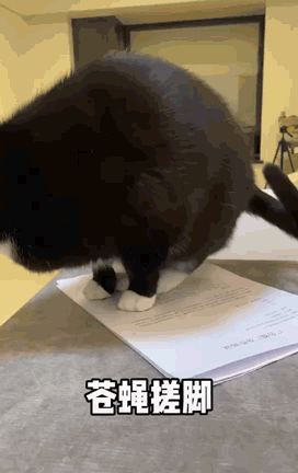 魔性的音乐,魔性的鼓点再配上猪比一脸严肃却不停踩点搓脚的小动作,带