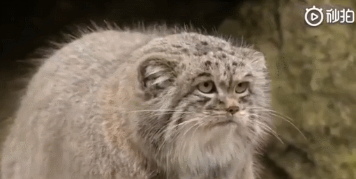 其实它是不折不扣的猫科动物,种本名manul源于蒙古语的