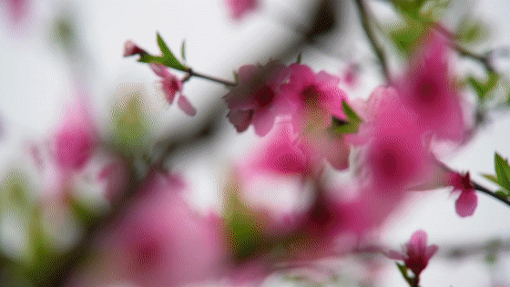 春光大好万亩桃花绽放春日沐浴下的充国桃源(点击播放视频)在这里迸发