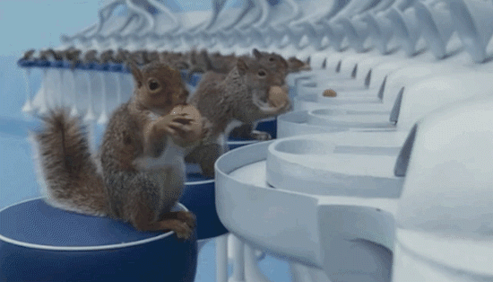 截图来自电影《查理与巧克力工厂》有时候松鼠忙不过来,鹦鹉也会过来