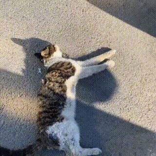 猫趣|被撞成重伤的狸花猫,医生建议安乐,铲屎官一句话