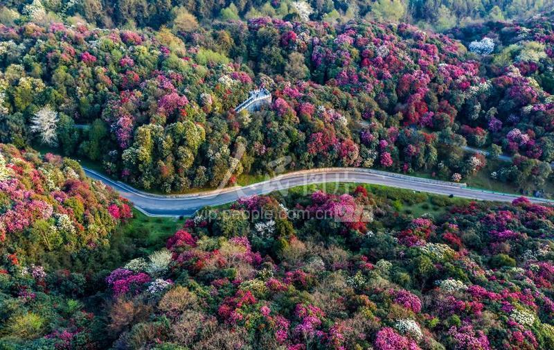 2021年3月18日,贵州省毕节市百里杜鹃管理区金坡景区杜鹃花盛开.