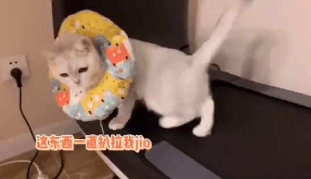 千万别养沙雕猫,小心…被笑死哈哈哈!_腾讯新闻