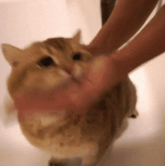 为什么看到可爱的猫咪总想一屁股坐死?这不是变态,而是