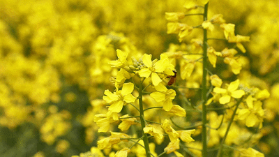 400_225gif 动态图 动图