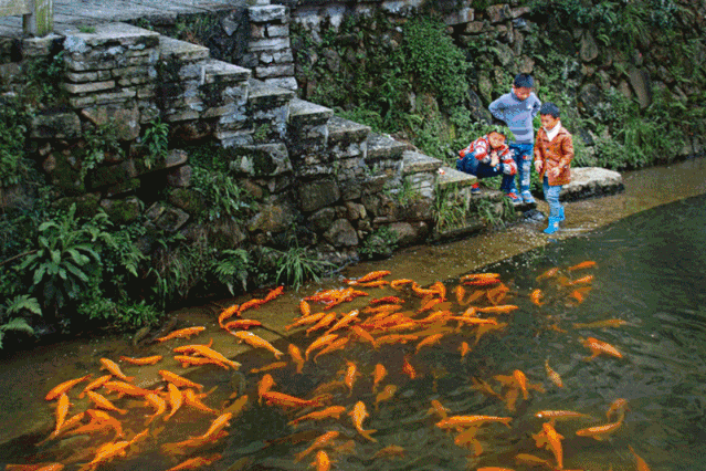 "闻人声而至 见人形而聚"竞相觅食 彩鳞翻飞,温顺如驯,鲤鱼溪源于海拔