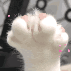 竟然被一只猫给帅到了!_腾讯新闻