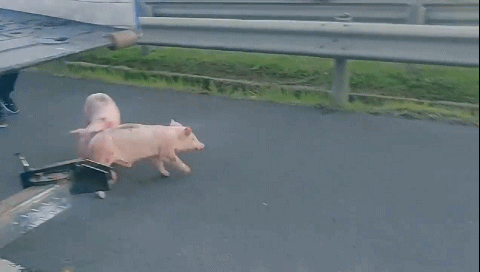 高速公路上,17只小猪溜达