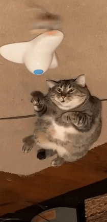 小猫咪的工作状态,跟本人一样
