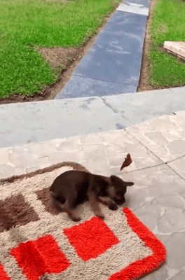 主人偶然拍下蝴蝶逗狗的视频,网友被暖哭:狗狗也太温柔了吧!