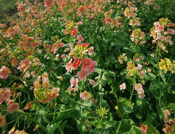花开东城丨稀罕!肥东竟有一片彩色油菜花海,你见过吗?