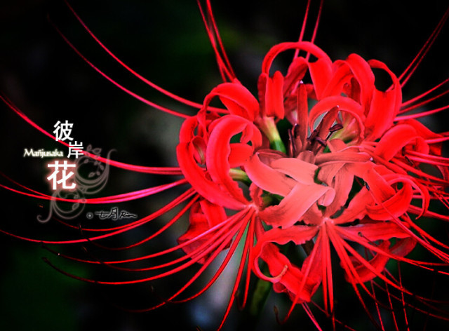 荼蘼花