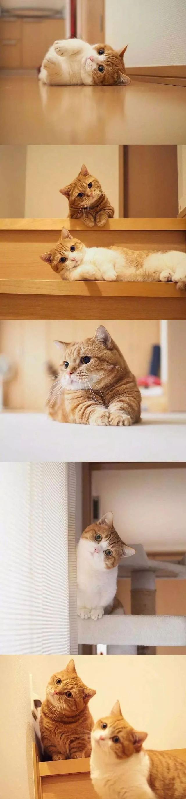 一组猫咪歪头杀图片看完后不由自主地歪脖