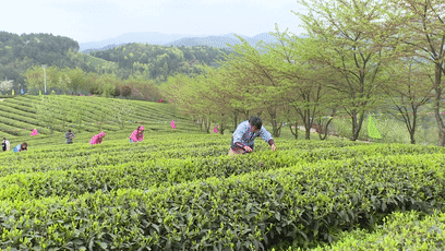 余庆这场采茶大比拼,采茶高手这样说