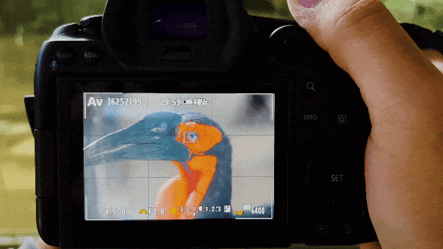 佳能eosr5的鸟类眼部识别自动对焦展示佳能eosr5的鸟类实拍样片佳能