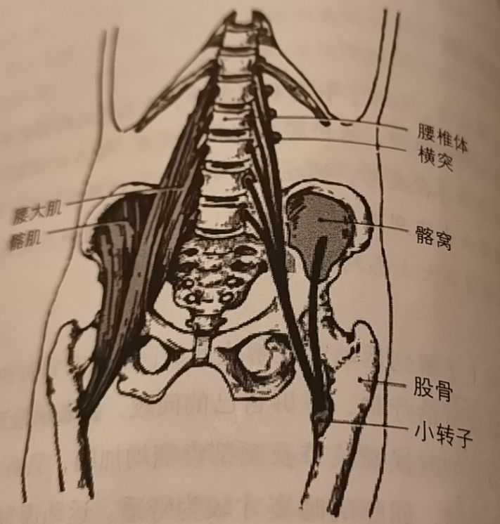 造成吴女士屈髋肌紧张的主要原因是久坐,她大部分时间都坐在电脑前