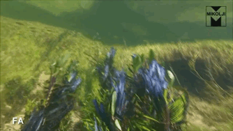 大量成丛分布的水草,随着湍急的水流摇曳,细细的白沙映射的这片水域