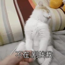 超可爱的猫咪表情��大全