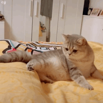 超可爱的猫咪表情包大全