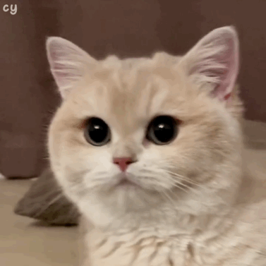 超可爱的猫咪表情包大全