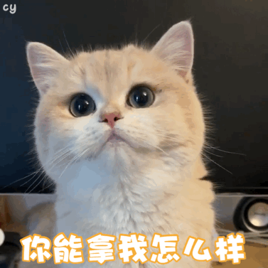 超可爱的猫咪表情包大全