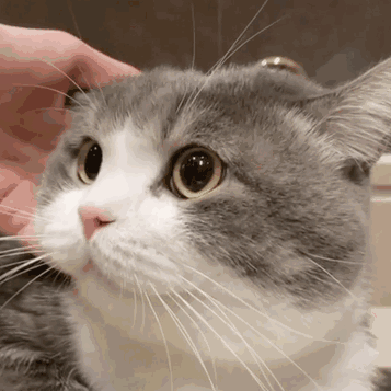 超可爱的猫咪表情包大全