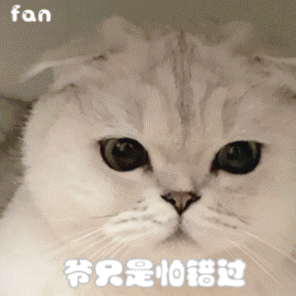 超可爱的猫咪表情包大全