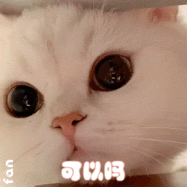 超可爱的猫咪表情包大全