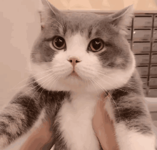 超可爱的猫咪表情包大全