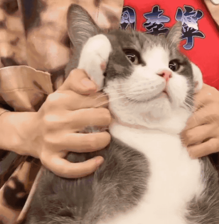 超可爱的猫咪表情包大全