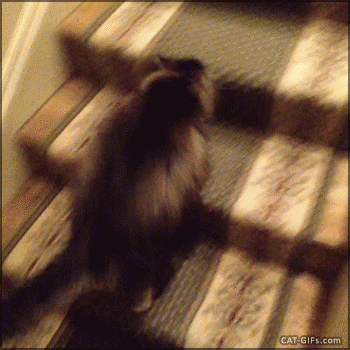 图自:cat-gifs也不是被吓到之后,慌