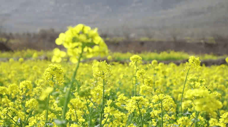 双泉油菜花!