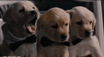 为什么人和动物之间都会传染