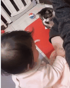 猫我才是这个家里唯一的宝宝