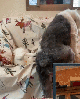 结果金毛直接看不下去了 别给我丢人了 拒绝沉迷 从狗狗做起 3