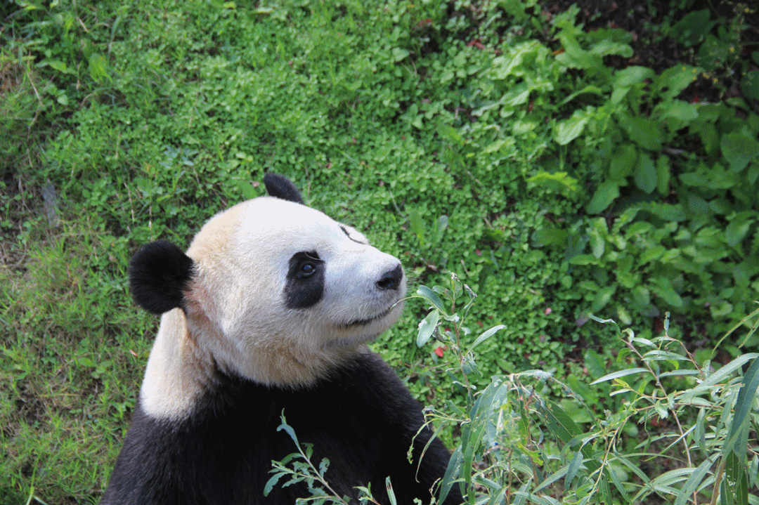 一门心思啃竹子的大熊猫带着好朋友小米在巡园还拥有邪魅微笑的小青