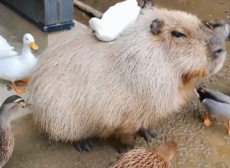 我把你当朋友,你却想吃我的屎?