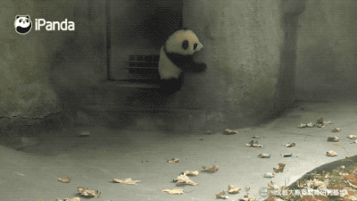 摇摇马该怎么骑?大熊猫现身教学|熊猫一刻