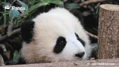 摇摇马该怎么骑?大熊猫现身教学|熊猫一刻