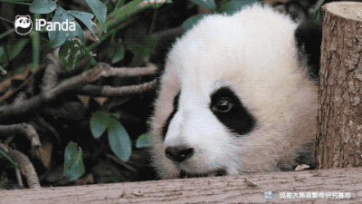 摇摇马该怎么骑?大熊猫现身教学|熊猫一刻