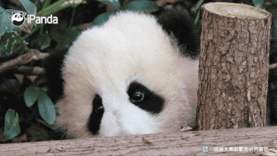 摇摇马该怎么骑?大熊猫现身教学|熊猫一刻