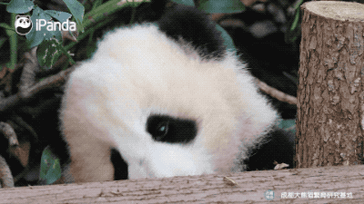 摇摇马该怎么骑?大熊猫现身教学|熊猫一刻