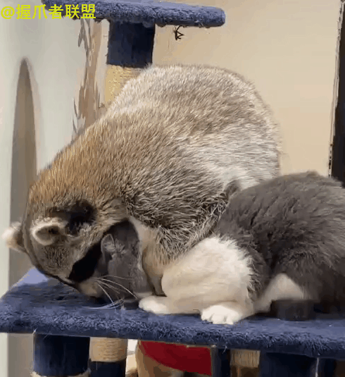 小浣熊撸猫猫咪反抗被其锁喉实在太可爱了