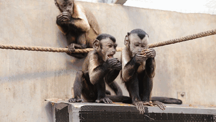 千万不要错过这个时期 猛兽区 看完这些乖巧的动物 咱们来看看凶猛的