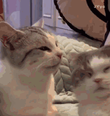 萌宠表情包我到底做错了什么