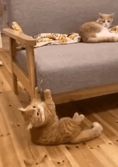 被一只戏精猫碰瓷了该不该私了